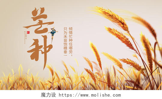 黄色小麦麦穗植物小满二十四节气芒种微信公众号封面海报